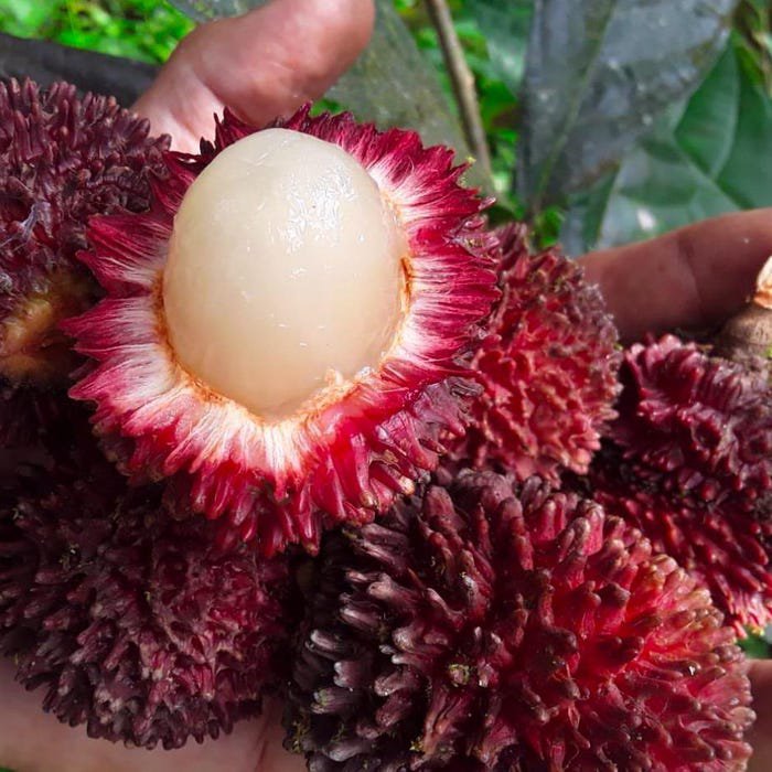 Pulasan Nephelium Mutabile Live Fruit Tree 18Inch-28Inch