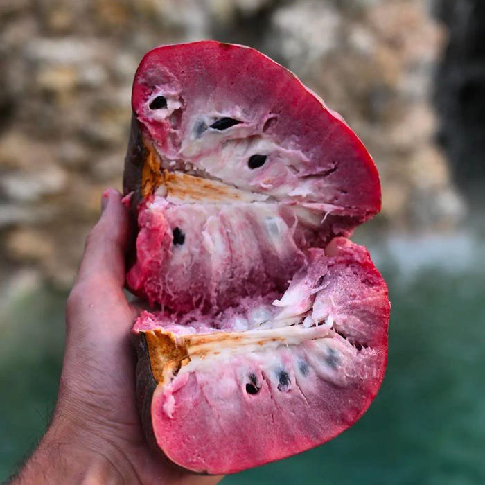 Big Red Custard Apple Annona Reticulta 2-3Ft Exotic Live Tropical Fruit Tree