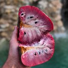 Big Red Custard Apple Annona Reticulta 2-3Ft Exotic Live Tropical Fruit Tree