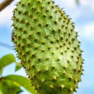 Soursop Graviola Guanabana 3Ft Tall Live Fruit Tree Arbol Frutal Vivo -Annonamuricata