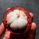 Mangostán Grande Garcinia Mangostana Árbol Frutal Vivo De Mangostan De 2 A 3 Pies