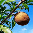 Grafted Nispero Manilkara Zapota Chicozapote Live Fruit Tree Arbol Frutal Vivo 2-3Ft Sapodilla