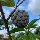 Sugar Apple Annona Squamosa Live Tropical Fruit Tree 2 -3 Feet Live Tree