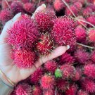 Big Exotic Rambutan Nephelium Lappaceum Live Fruit Tree 30Inch-38Inch