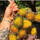 Big Yellow Rambutan Nephelium Lappaceum Live Fruit Tree 2Ft-3Ft