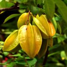 Grafted Starfruit Averrhoa Carambola Live Fruit Tree Live Fruit Tree 2-3Ft