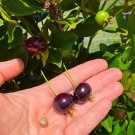 Big Grumichama Eugenia Brasiliensis Dwarf Luve Fruit Tree 2-3Ft