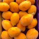 Grafted Loquat Eriobotrya Japonica Nispero Japones Live Fruit Tree Japanese Plum 2-3Ft
