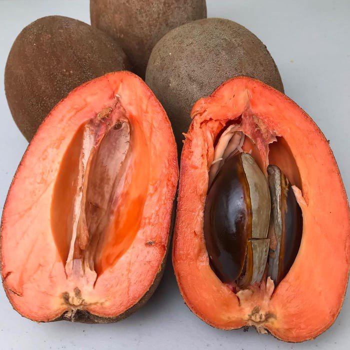 Grafted Mamey Sapote Pouteria Zapota Mamey Colorado Live Fruit Tree 2-3Ft Injerto