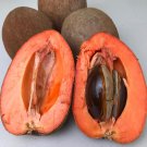 Grafted Mamey Sapote Pouteria Zapota Mamey Colorado Live Fruit Tree 2-3Ft Injerto