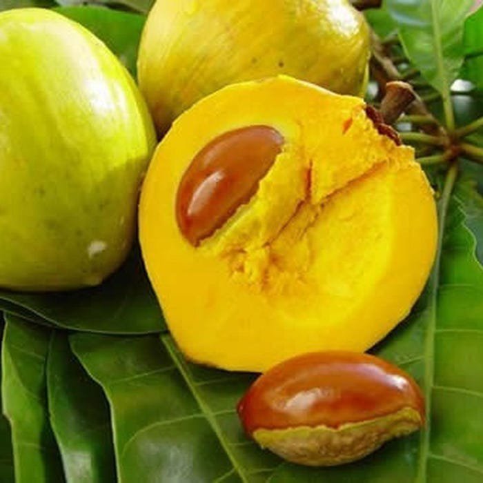 Grafted Canistel Amarillo Zapote Egg Fruit Pouteria Campechiana Live Fruit Tree 20In To 30In