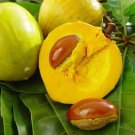 Grafted Canistel Amarillo Zapote Egg Fruit Pouteria Campechiana Live Fruit Tree 20In To 30In