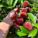 Big Pulasan Nephelium Mutabile Live Fruit Tree 30Inch-38Inch