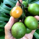 Grafted Spanish Lime Genip Guinep Ginepa Limoncillomamoncillo Melicoccus Bijugatus Live Fruit Tree 2