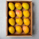 Grafted Alphonso Mango Authentic Live Fruit Tropical Tree 2-3Ft Manglifera