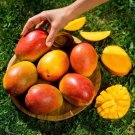 Large Grafted Mango Haden Live Tropical Fruit Tree 2-3Feet Arbol Vivo Grafted