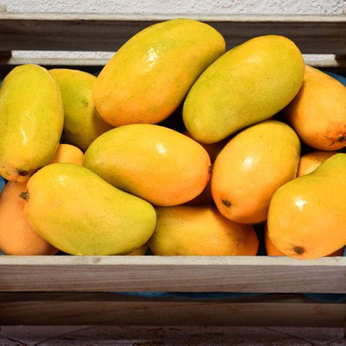 Large Grafted Mango Ataulfo Live Tropical Fruit Tree 2-3Ft Feet Arbol Vivo Grafted