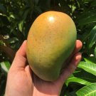 Grafted Edward Mango Authentic Live Fruit Tropical Tree 2-3Ft Manglifera