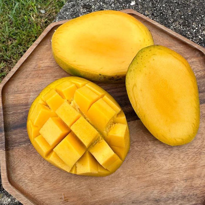 Grafted Glenn Mango Authentic Live Fruit Tropical Tree 2-3Ft Manglifera