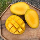 Grafted Glenn Mango Authentic Live Fruit Tropical Tree 2-3Ft Manglifera