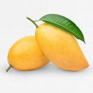 Grafted Nam Doc Mai Authentic Live Fruit Tropical Tree 2-3Ft Manglifera