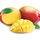 Big Grafted Ambika Mango Mangifera Indica Tropical Live Fruit Tree 2-3Ft