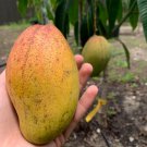 Grafted Mango Pickering Live Fruit Tropical Tree 2-3Ft Manglifera