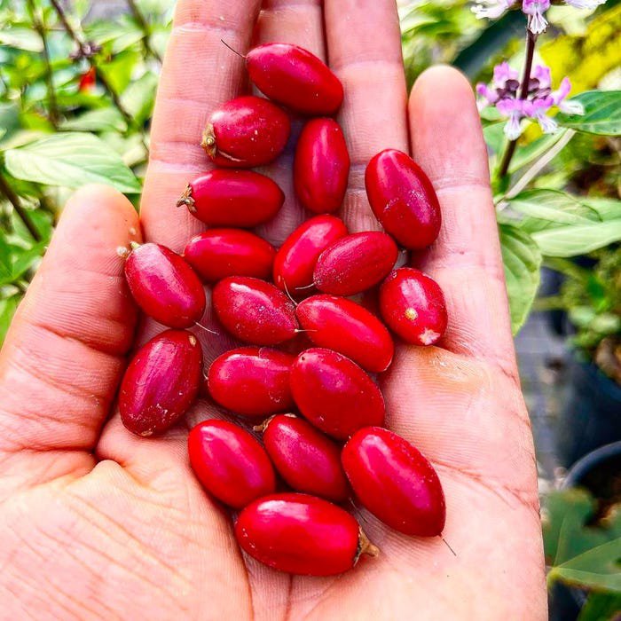Exotic Flowering Miracle Fruit Live Fruit Tree Synsepalum Dulcificum 1Ft-2Ft Magic Berry
