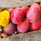 Grafted Irwingmango Authentic Live Fruit Tropical Tree 2-3Ft Manglifera