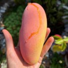Big Grafted Mango Maha Chanook Live Tropical Fruit Tree 2-3Ft Arbol Frutal