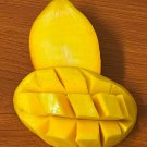 Large Grafted Mango Osteen Live Tropical Fruit Tree 2-3Ft Arbol Vivo Grafted