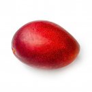 Grafted Miyazaki Mango Authentic Egg Of The Sun Live Fruit Tropical Tree 2-3Ft Manglifera