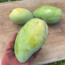 Grafted Lemon Zest Mango Authentic Live Fruit Tropical Tree 2-3Ft Manglifera