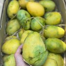 Grafted Balubita Banganapalli Authentic Live Fruit Tropical Tree 2-3Ft Manglifera Banganapalle