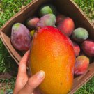 Grafted Palmer Mango Authentic Live Fruit Tropical Tree 2-3Ft Manglifera