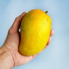 Grafted Manila Mango Mangifera Indica Tropical Fruit Live Tree 2-3Ft Injerto