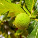 Grafted Breadfruit Artocarpus Altilis Pana Pen Live Fruit Tree 2-3Ft Árbol De Pana