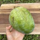 Grafted Balubita Banganapalli Authentic Live Fruit Tropical Tree 3-4Ft Manglifera Banganapalle