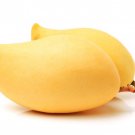 Grafted Alphonso Mango Authentic Live Fruit Tropical Tree 3-4Ft Manglifera