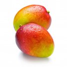 Large Grafted Mango Haden Live Tropical Fruit Tree 3-4 Feet Arbol Vivo Grafted