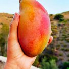 Large Grafted Mango Osteen Live Tropical Fruit Tree 3-4 Feet Arbol Vivo Grafted