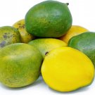 Big Grafted Kent Mango Mangifera Indica Tropical Fruit Live Tree 3-4Ft Injerto