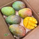 Grafted Glenn Mango Authentic Live Fruit Tropical Tree 3-4Ft Manglifera