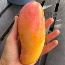 Big Grafted Mango Maha Chanook Live Tropical Fruit Tree 3-4Ft Arbol Frutal