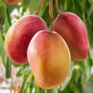 Big Grafted Ambika Mango Mangifera Indica Tropical Live Fruit Tree 3-4Ft