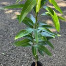 Grafted Rapoza Mango Authentic Live Fruit Tropical Tree 3-4Ft Manglifera