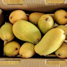 Large Grafted Mango Ataulfo Live Tropical Fruit Tree 3-4 Feet Arbol Vivo Grafted