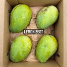 Grafted Lemon Zest Mango Authentic Live Fruit Tropical Tree 3-4Ft Manglifera