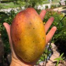 Grafted Mango Pickering Live Fruit Tropical Tree 3-4Ft Manglifera