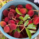 Grafted Big Pulasan Nephelium Mutabile Live Fruit Tree 2-3Ft